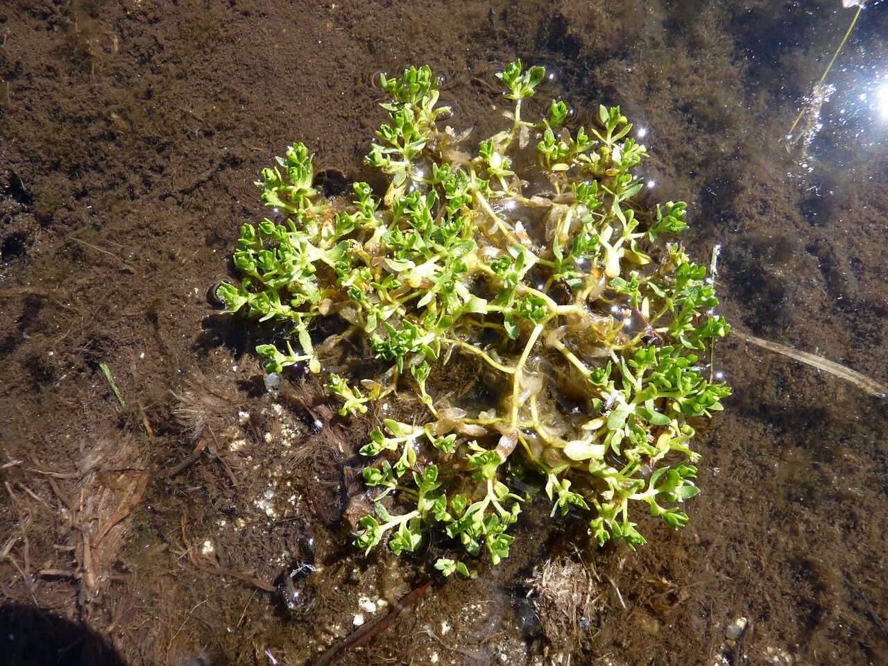 Montia arvensis — related species from the same genus