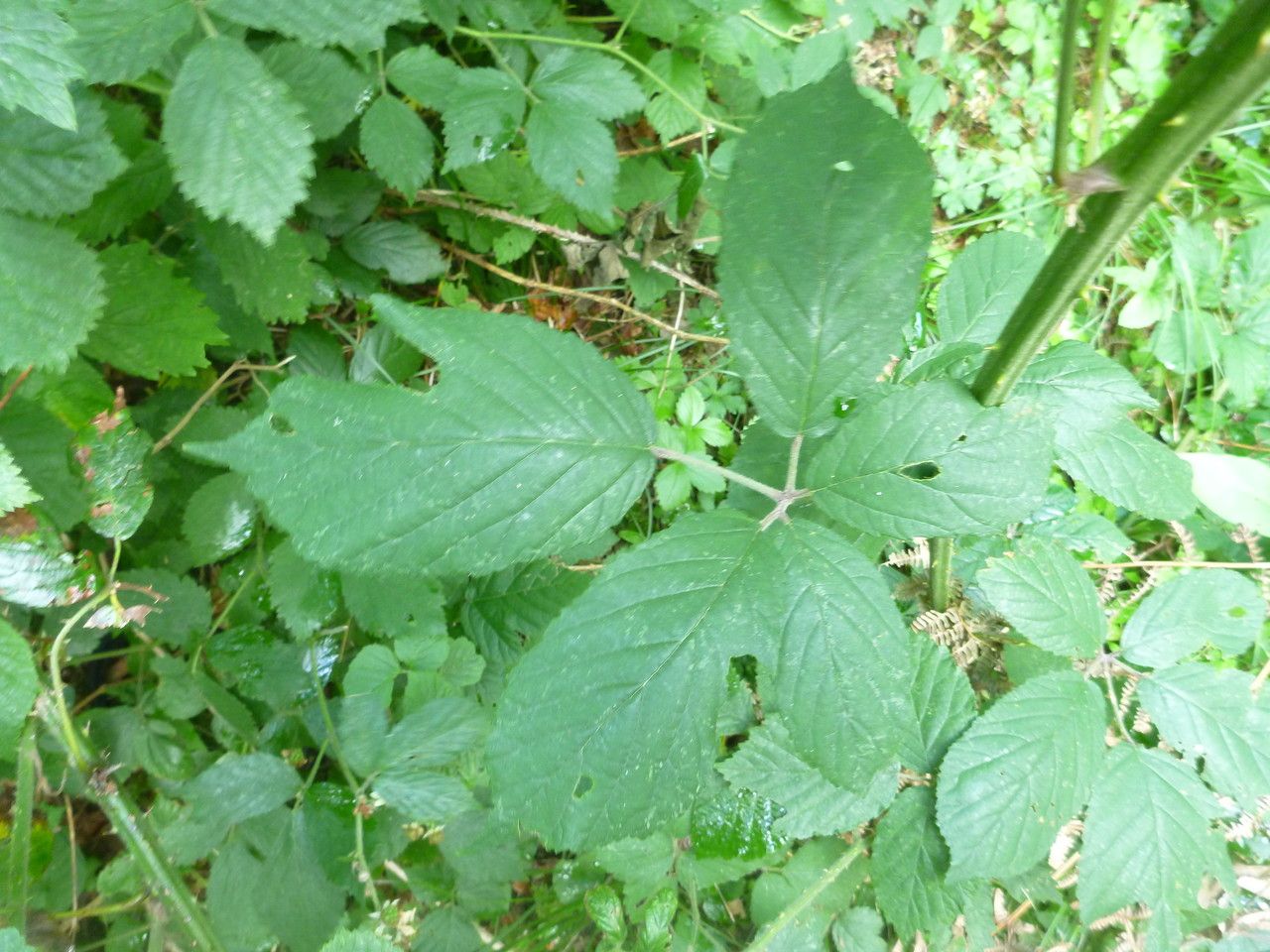 Rubus subinermoides — houseplant care guide