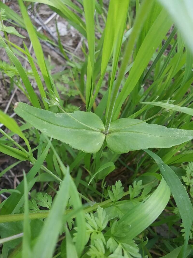 Collinsia verna — search result for 'Eastern and central North America'