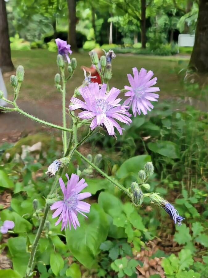 Cicerbita macrophylla flower
