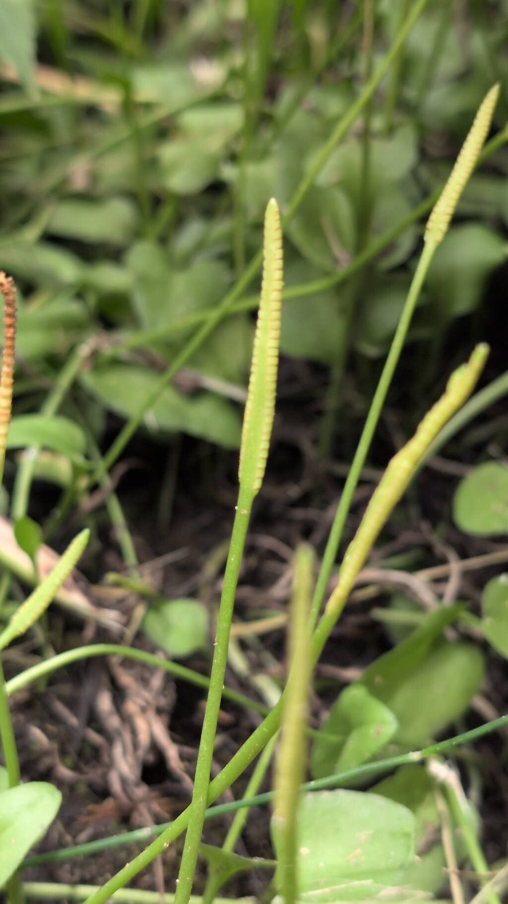 Ophioglossum reticulatum flower