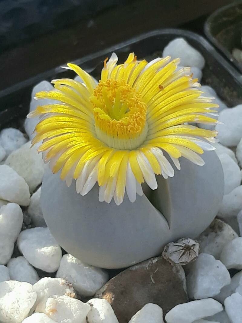 Dinteranthus pole-evansii — related species from the same genus