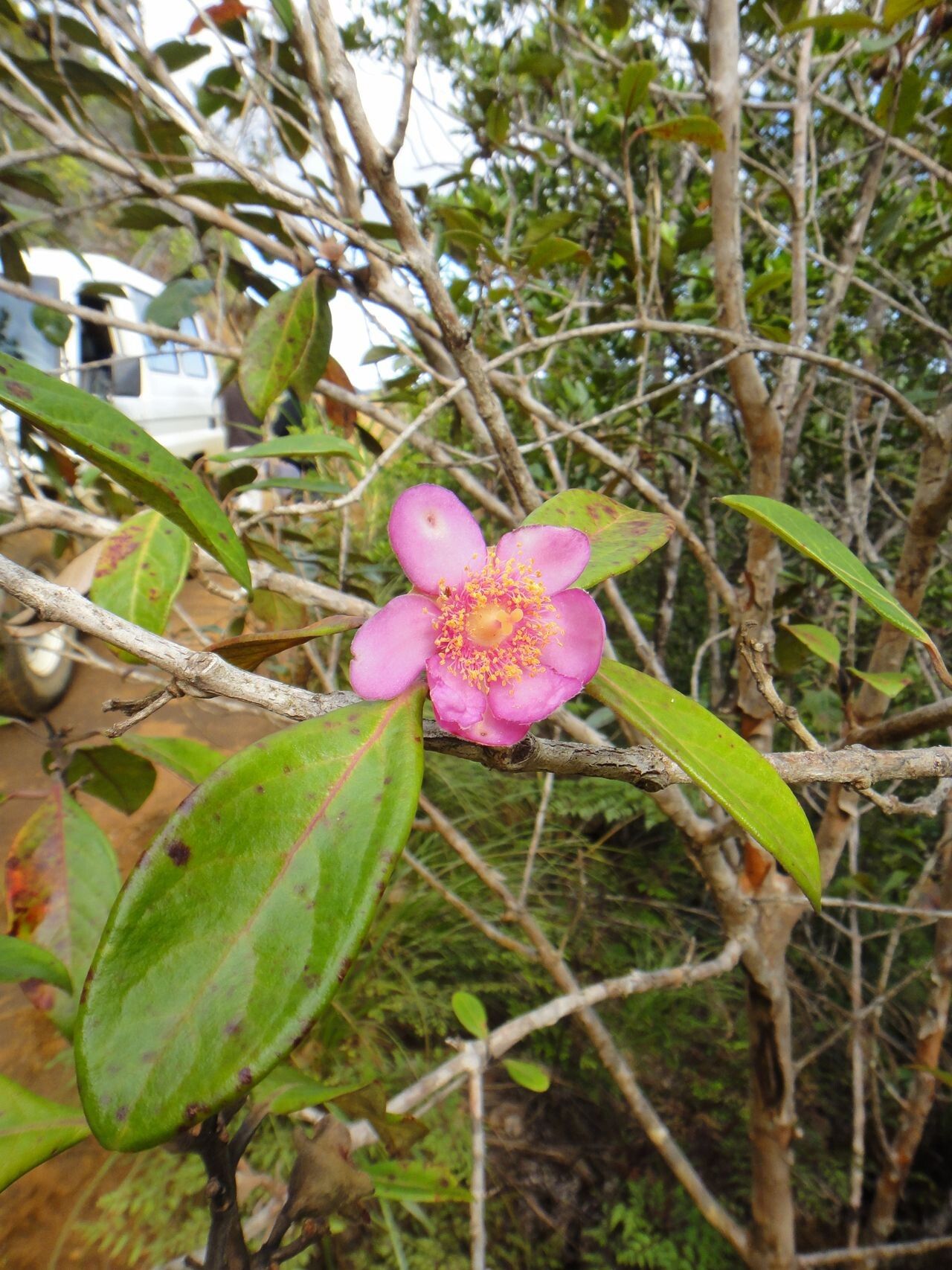 Rhodomyrtus locellata flower