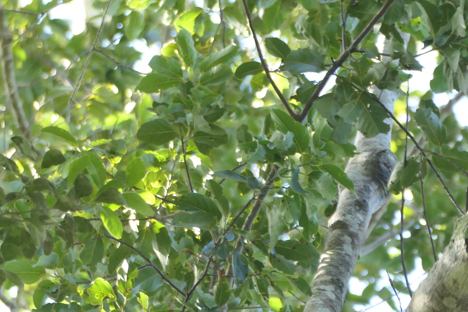 Ocotea bullata — houseplant care guide