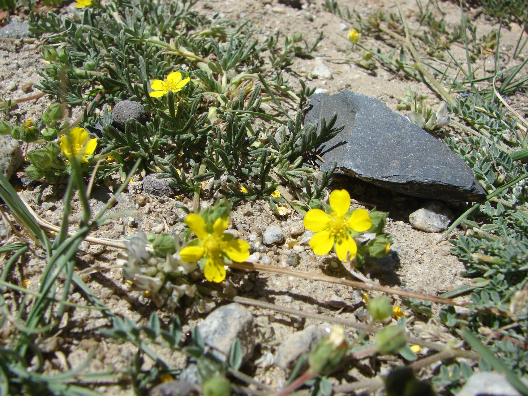 Potentilla multifida flower