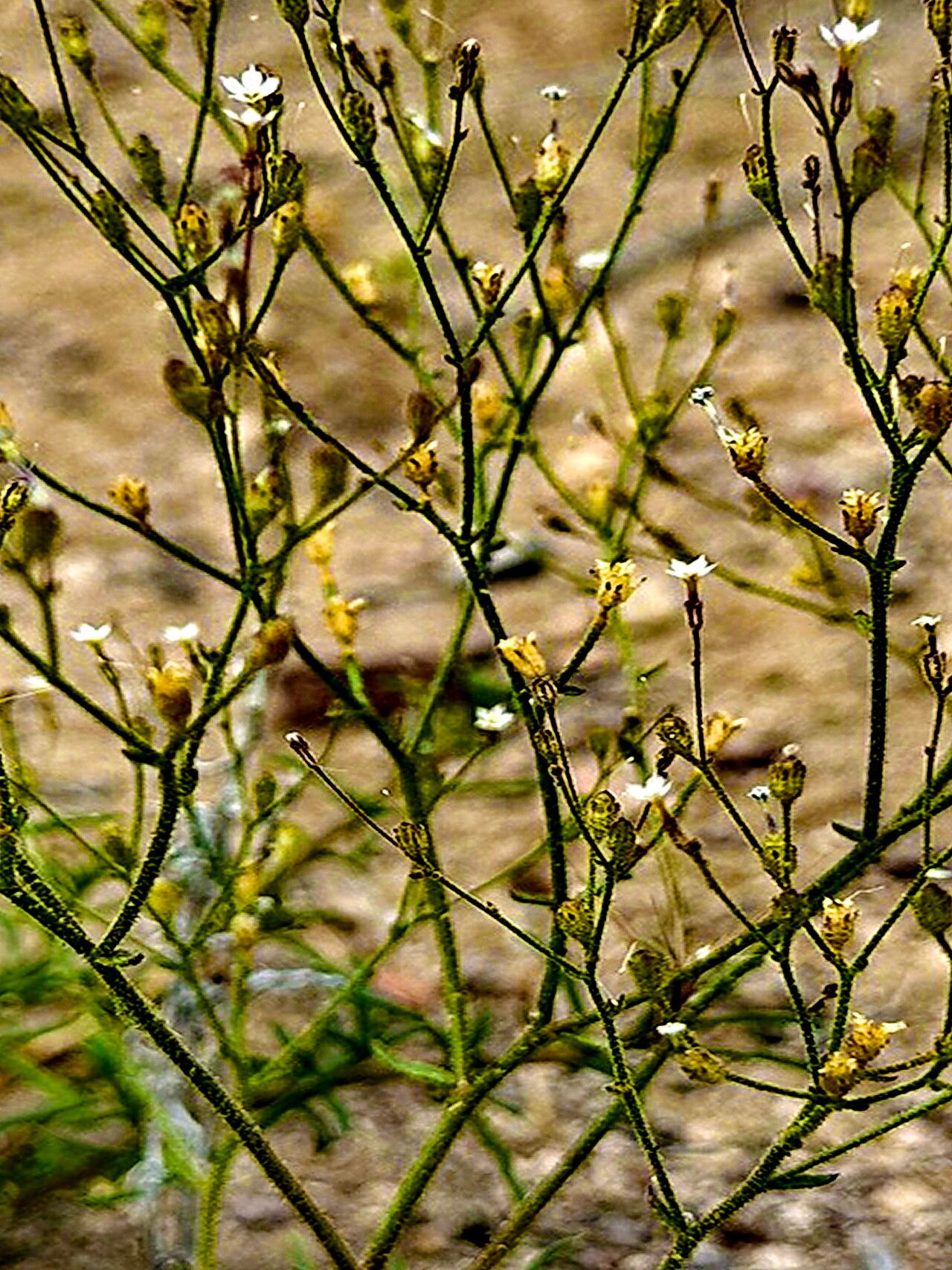 Aliciella triodon — search result for 'Gilia'