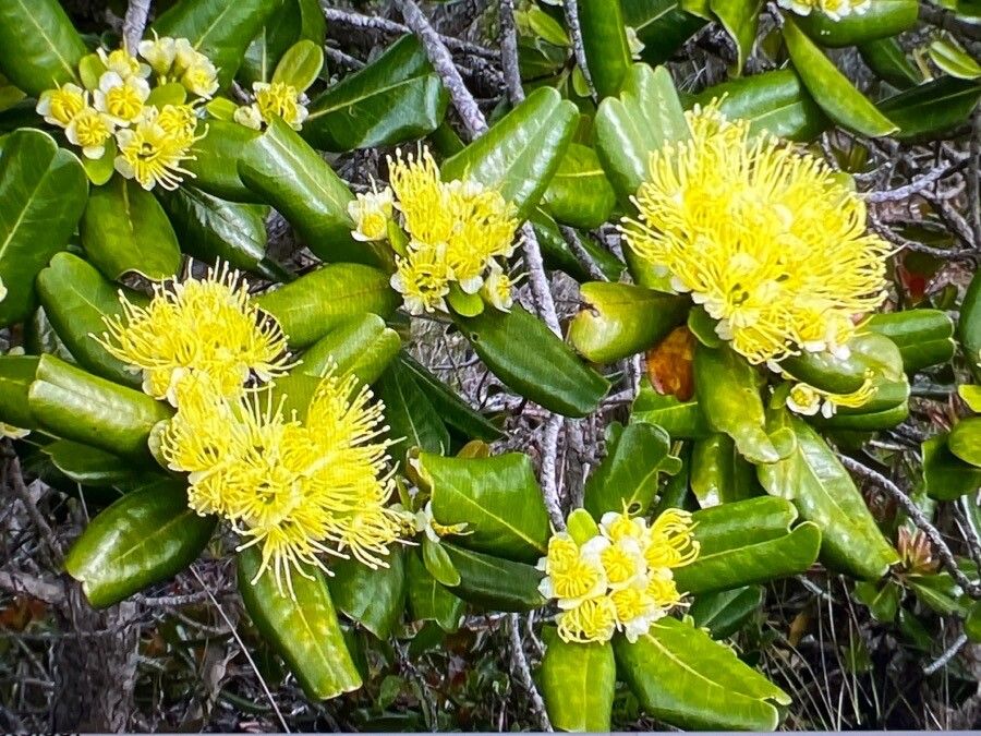 Xanthostemon multiflorus flower