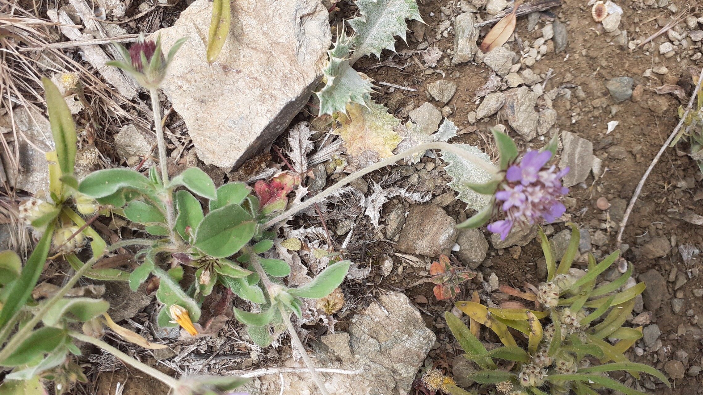 Lomelosia brachiata — related species from the same genus