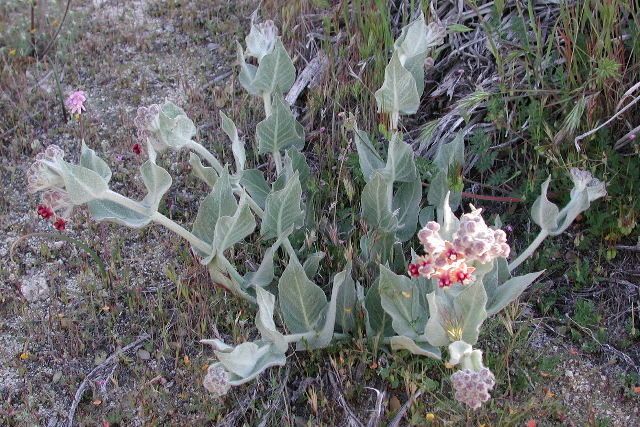 Asclepias californica habit