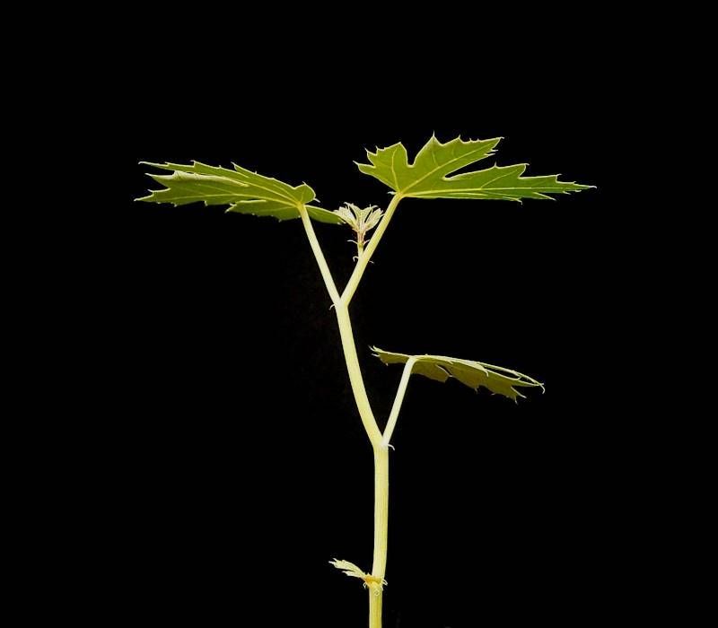 Jatropha macrorhiza habit
