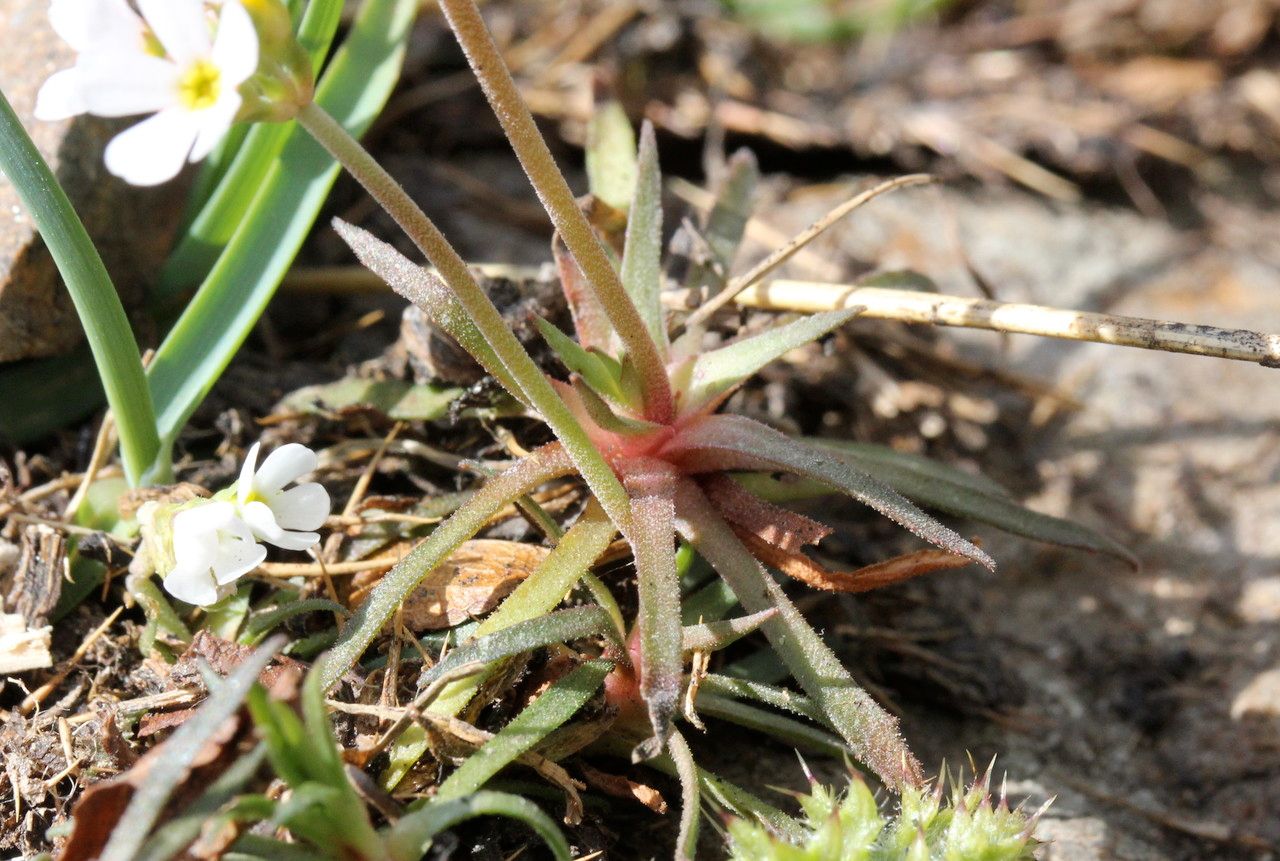 Androsace adfinis leaf