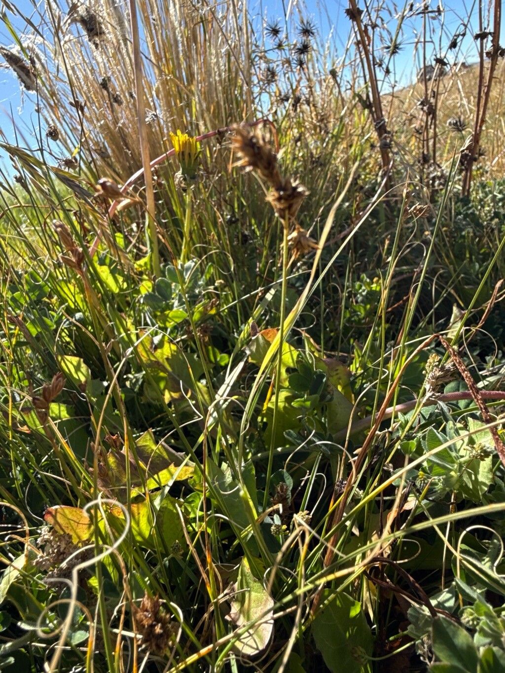 Carex bonplandii flower