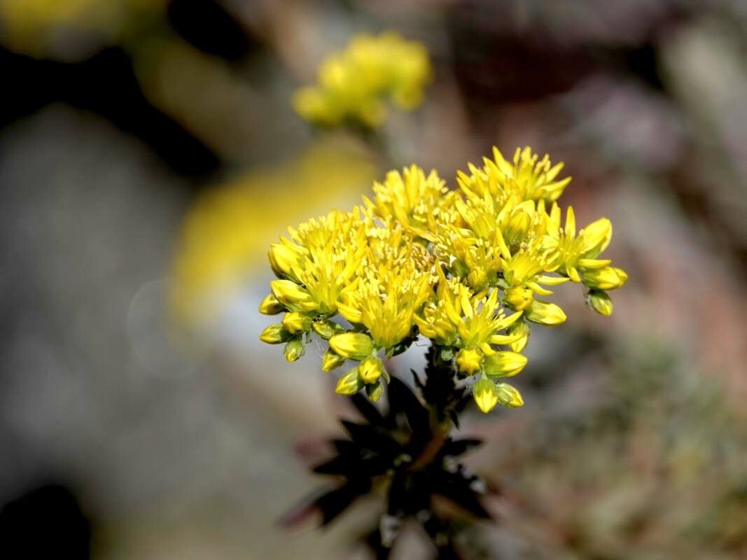 Petrosedum montanum flower
