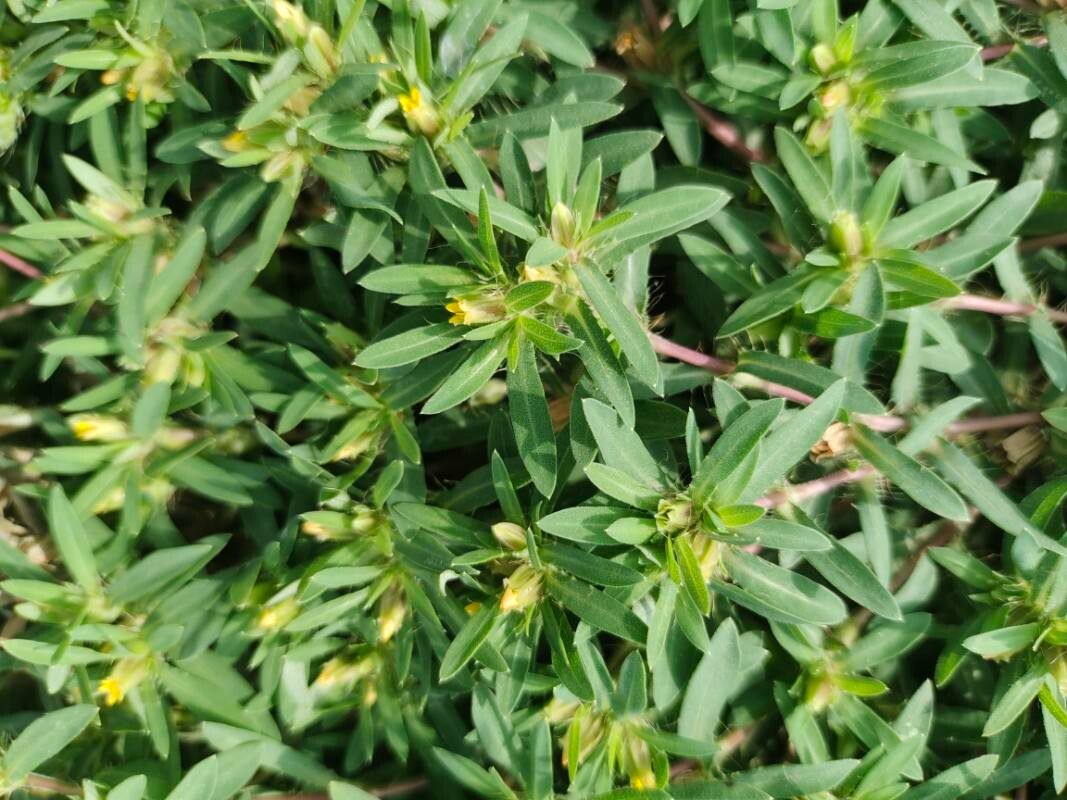 Pectis prostrata — houseplant care guide