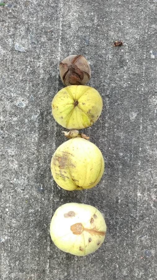 Carya laciniosa fruit