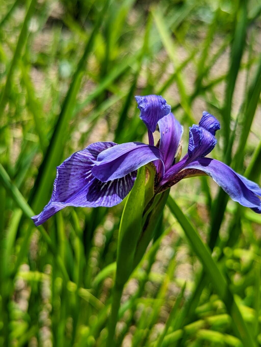 Iris delavayi flower