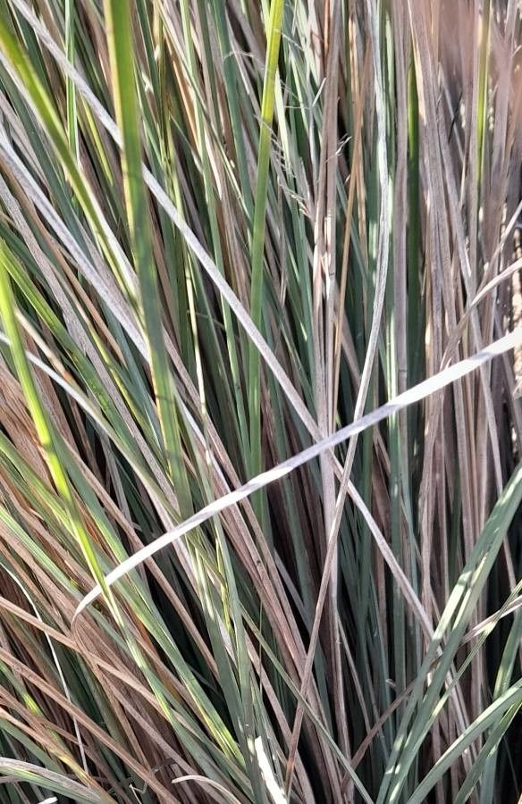 Panicum prionitis leaf