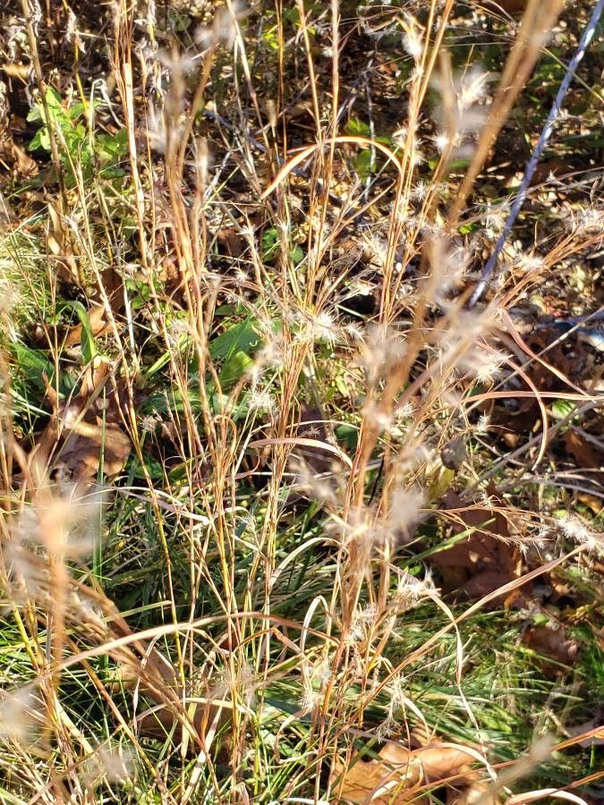 Andropogon ternarius fruit