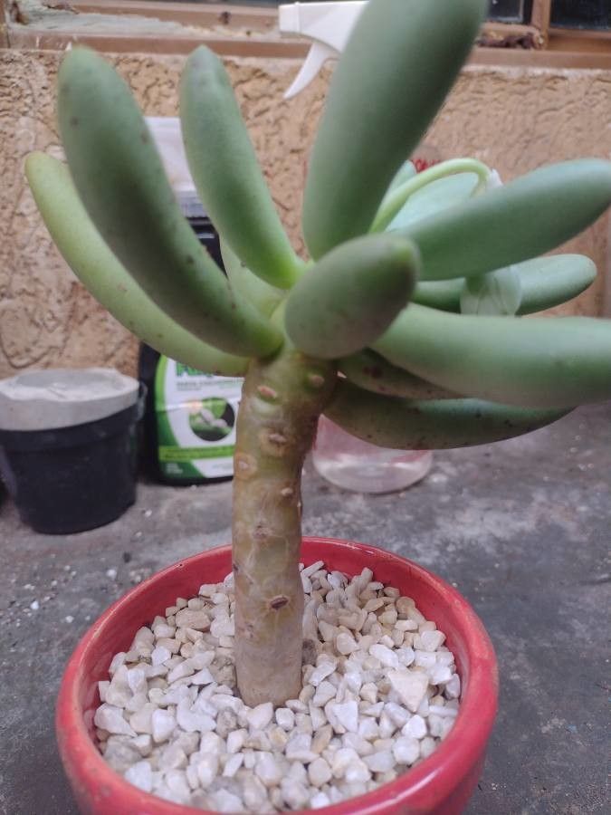 Pachyphytum fittkaui habit