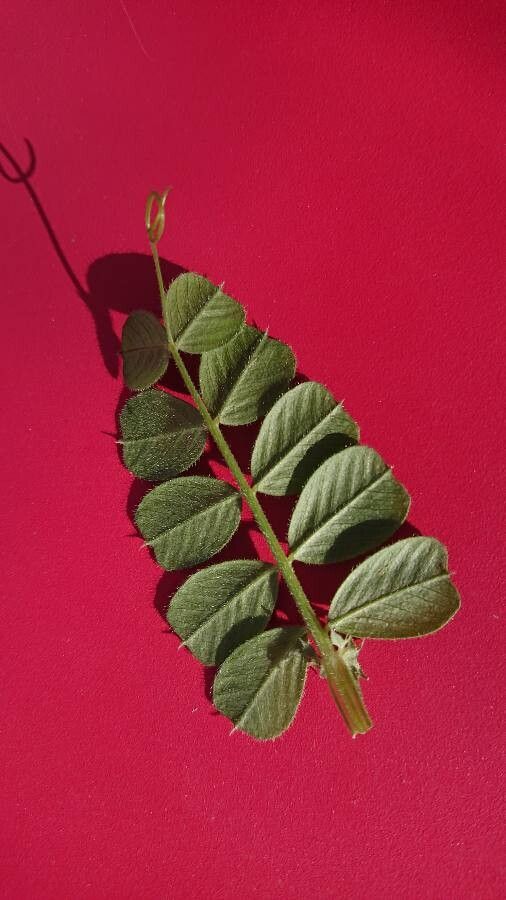 Vicia amphicarpa leaf