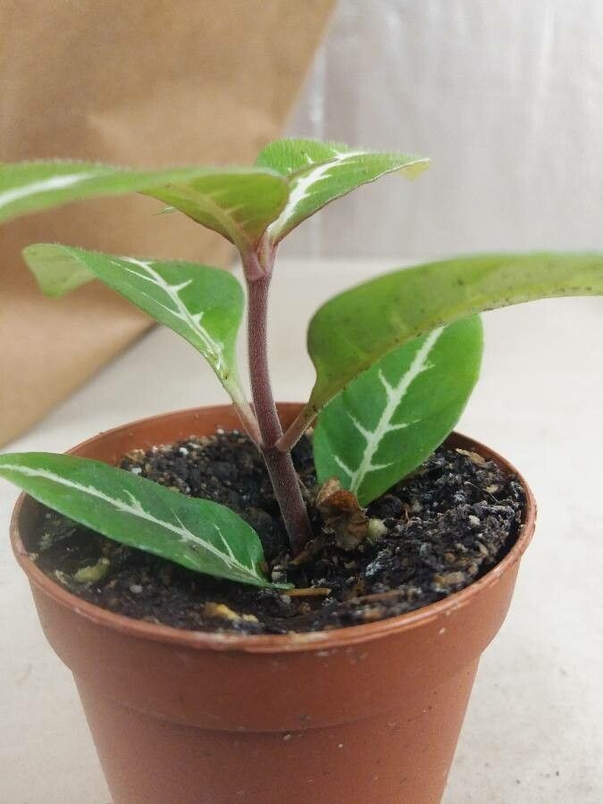 Ruellia makoyana bark