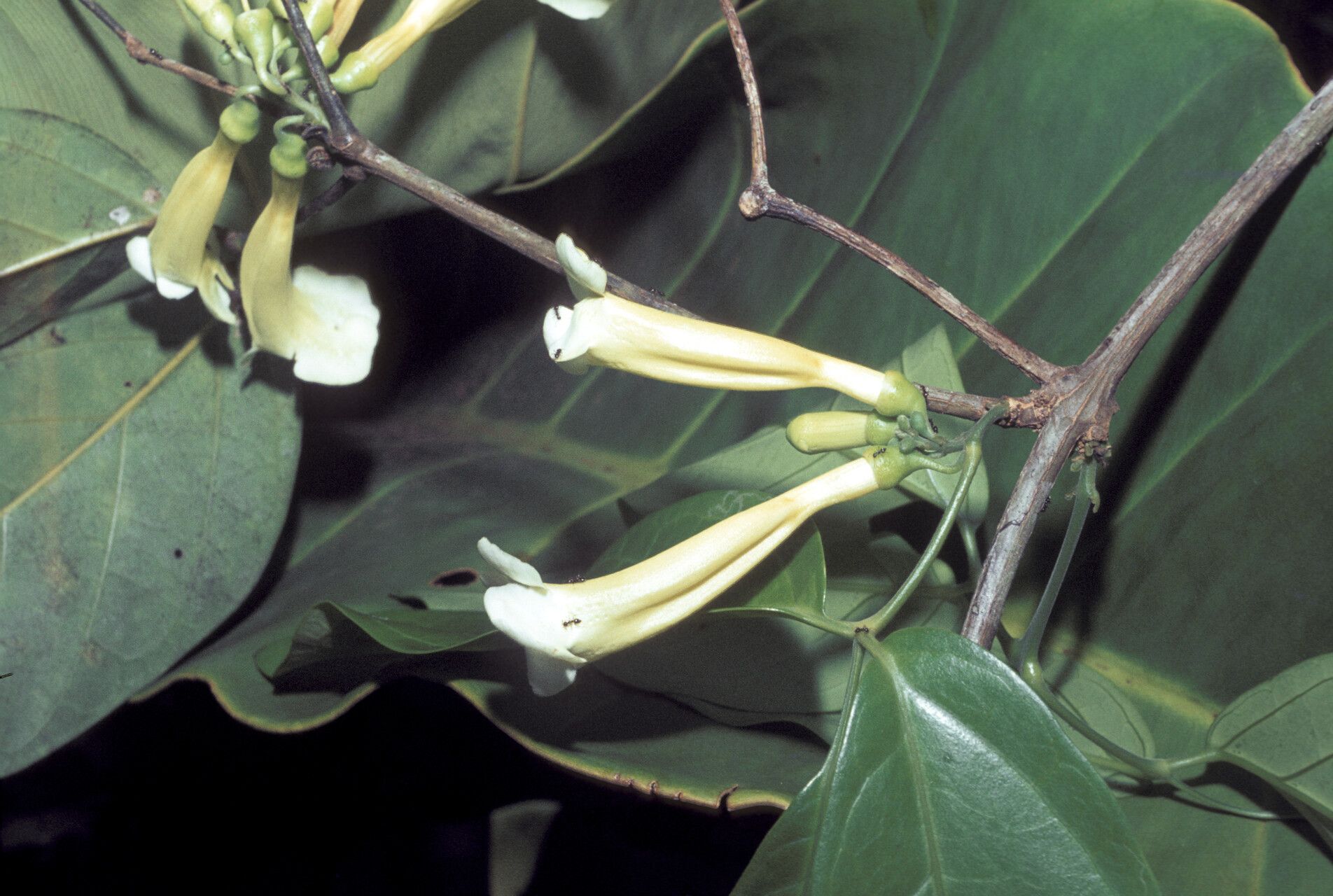 Anemopaegma parkeri flower