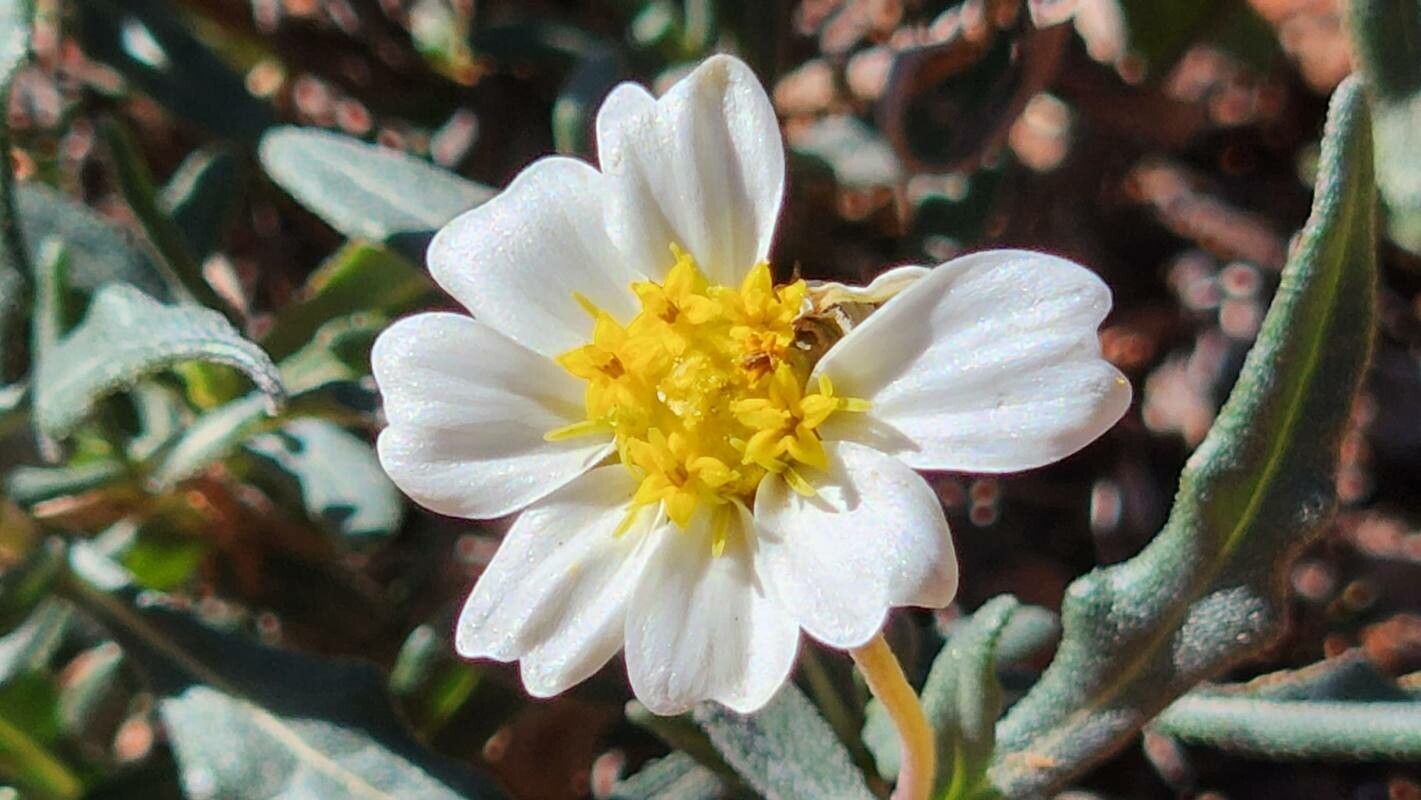 Syntrichopappus lemmonii — related species from the same genus