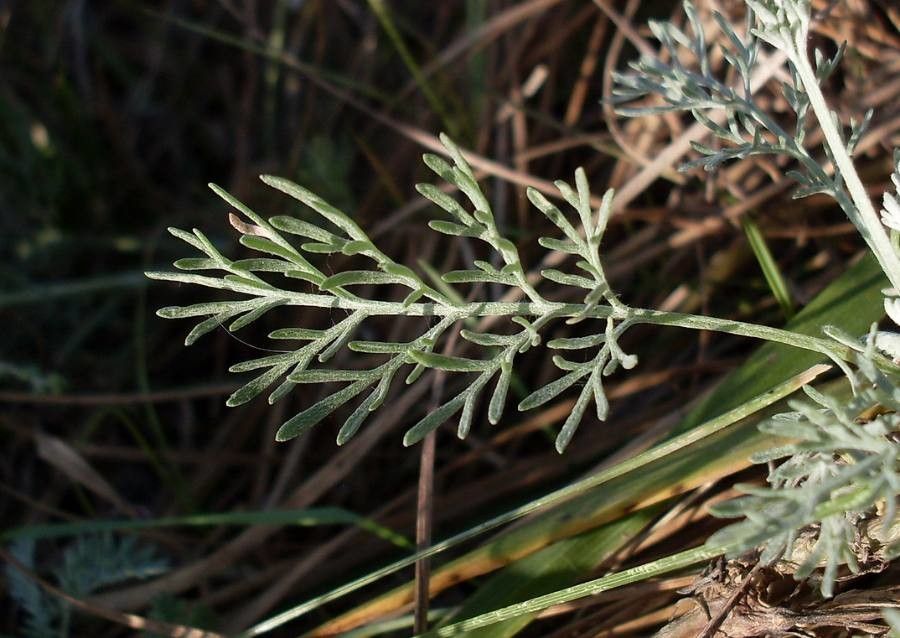Artemisia santonicum — search result for 'Artemisia'