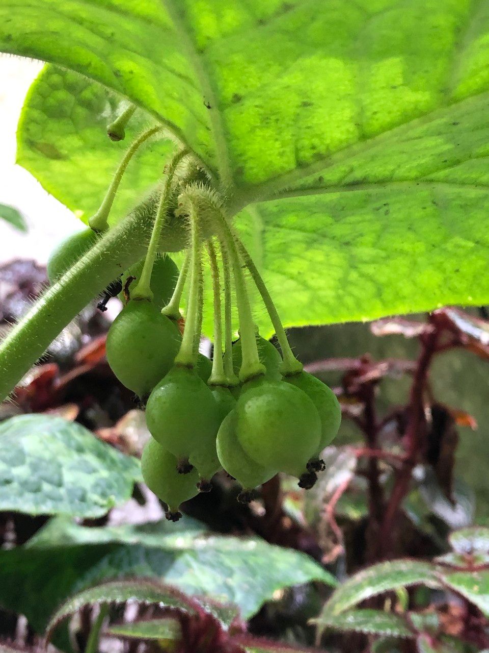 Podophyllum cv. 'Kaleidoscope' fruit