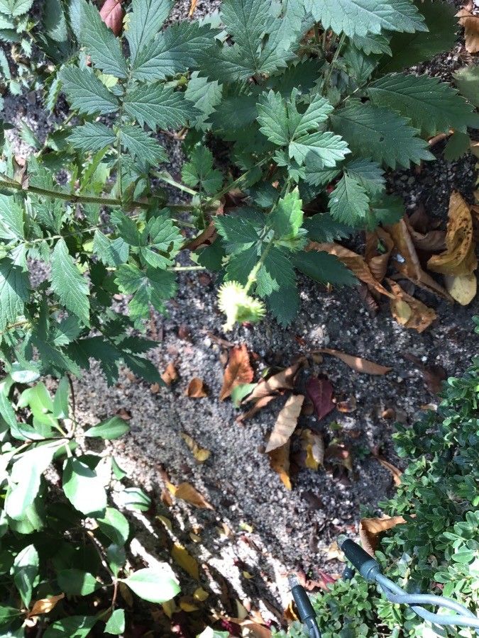 Agrimonia procera fruit