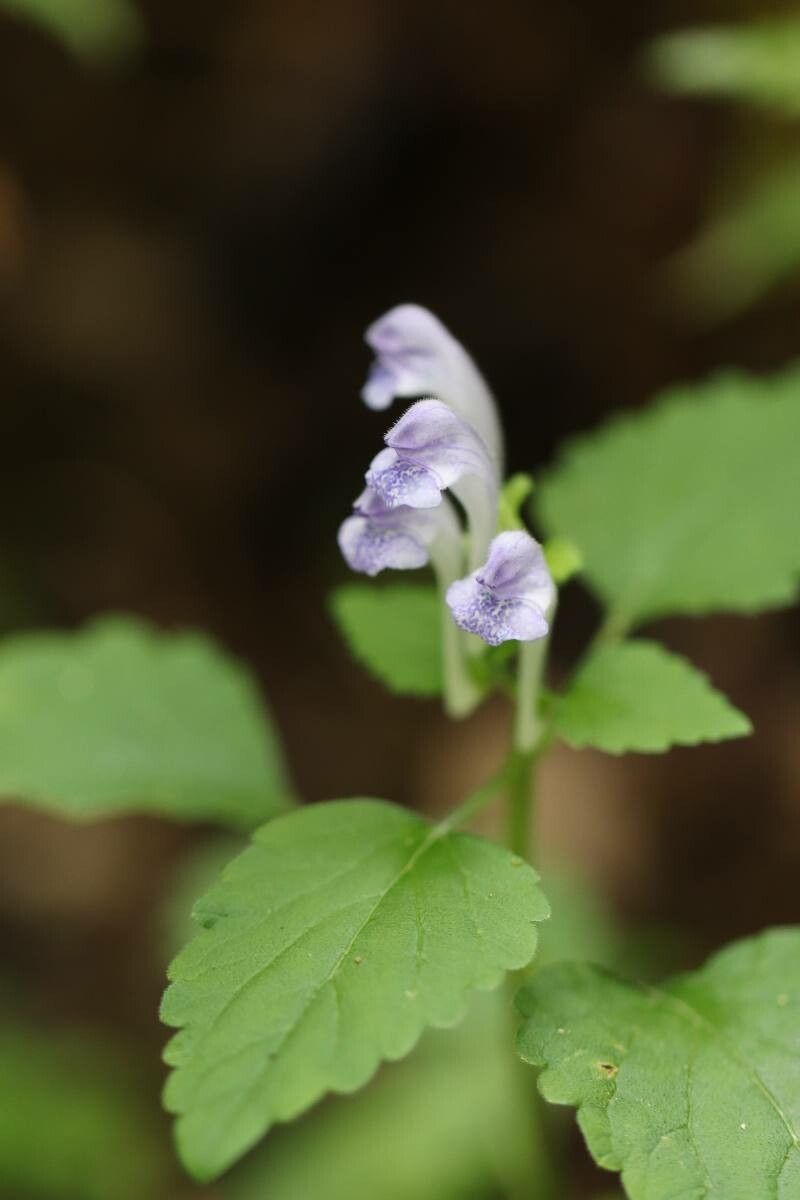Scutellaria brachyspica — houseplant care guide