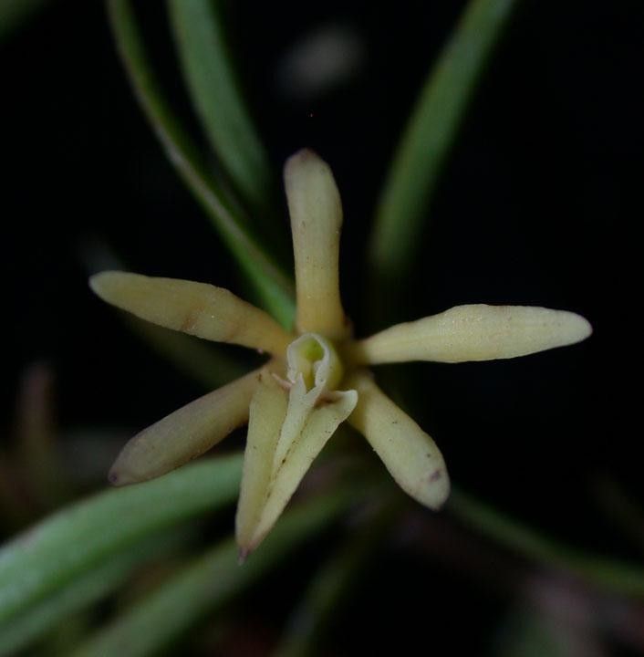 Epidendrum isomerum flower