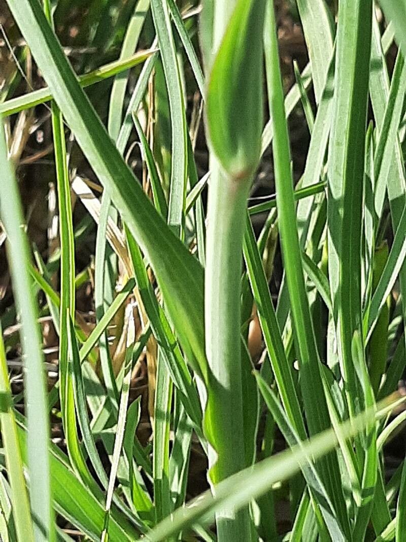 Geropogon hybridus bark