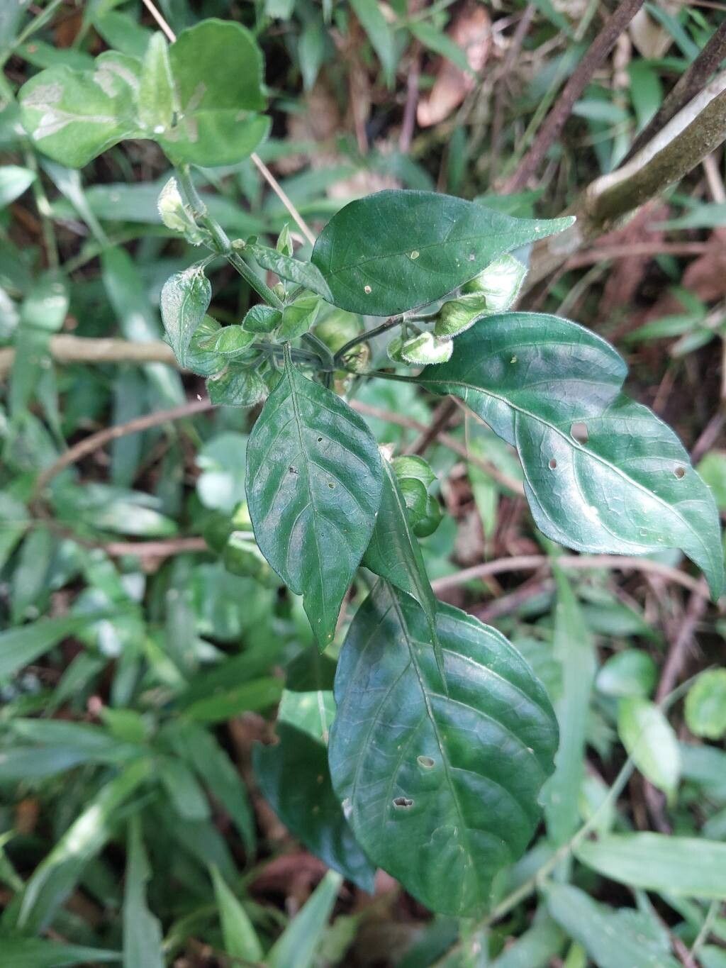 Dicliptera ciliaris habit