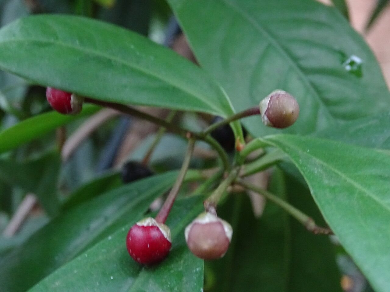 Ardisia humilis fruit