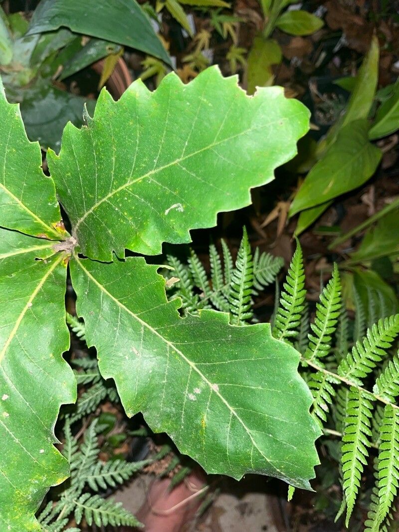 Quercus fabrei — houseplant care guide