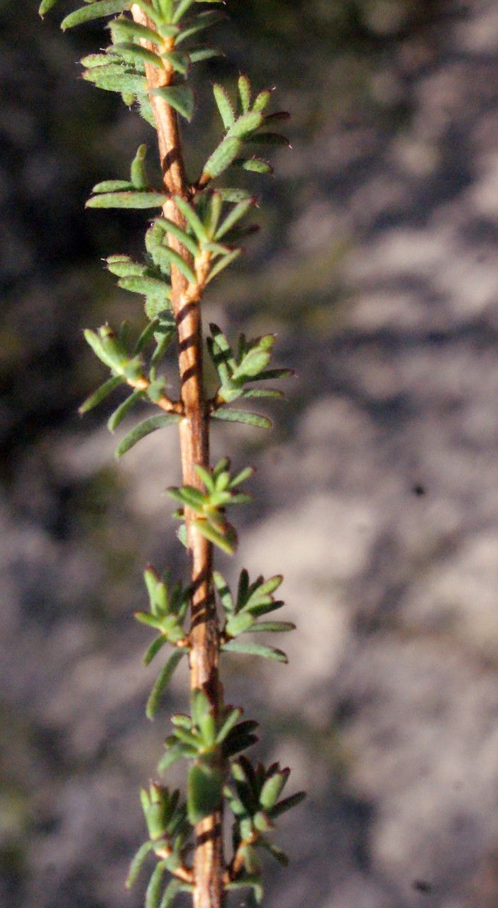 Verticordia plumosa leaf