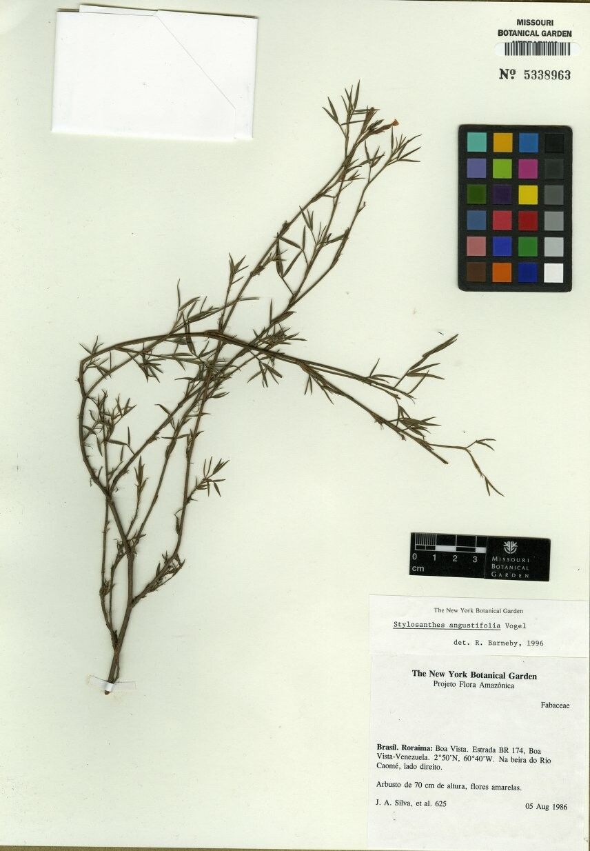 Stylosanthes angustifolia other