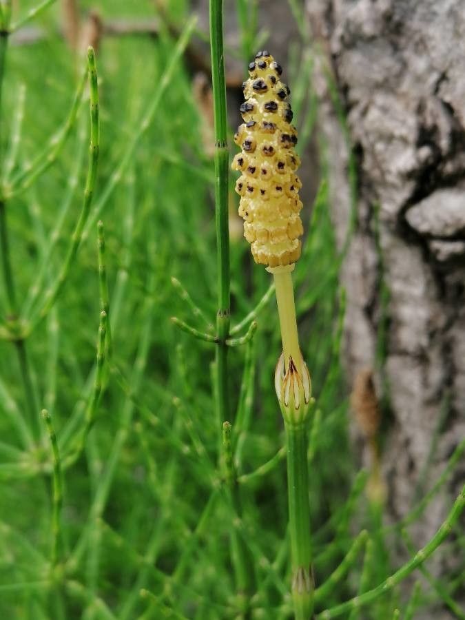 Equisetum palustre flower