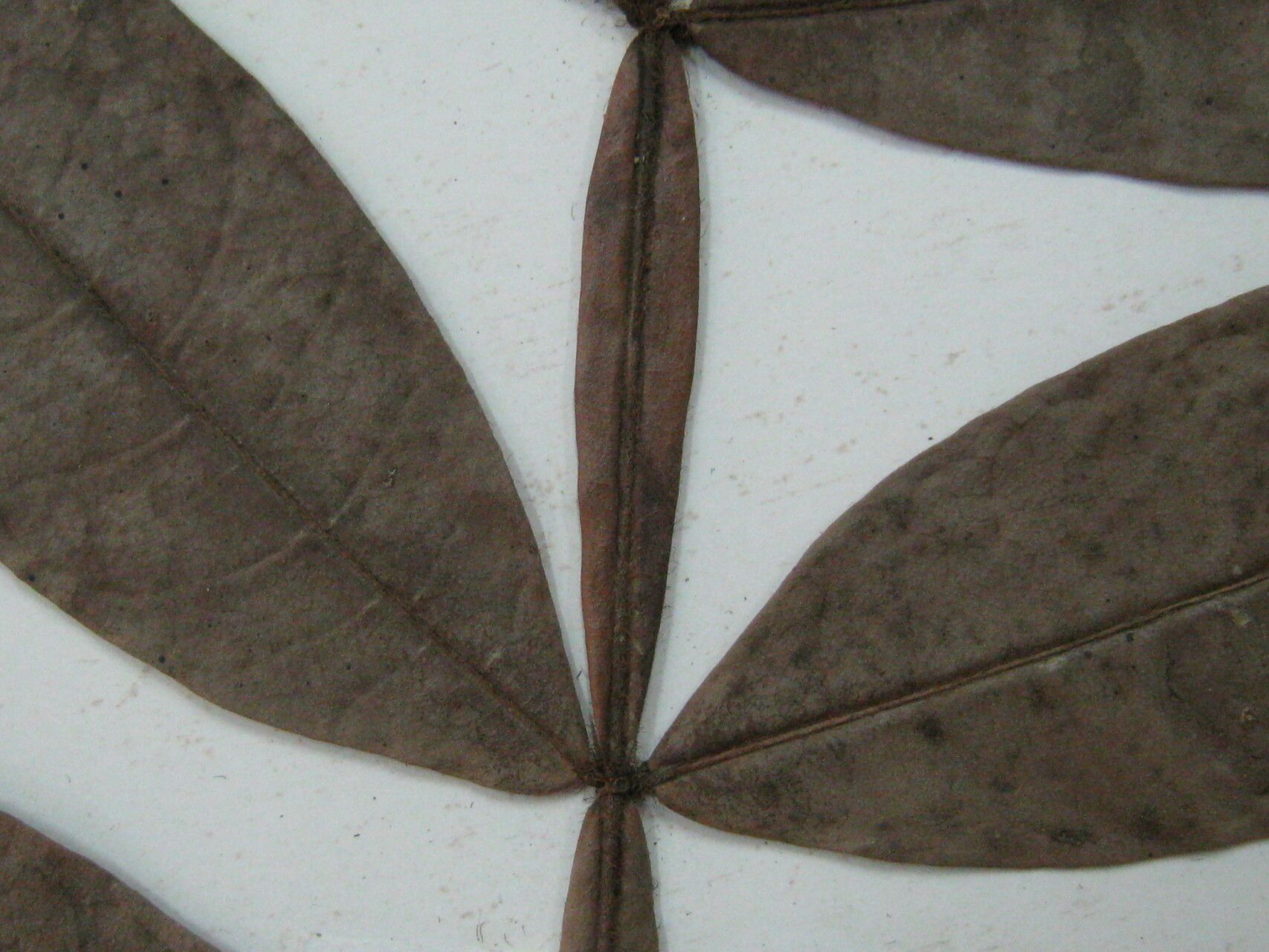 Inga longiflora other