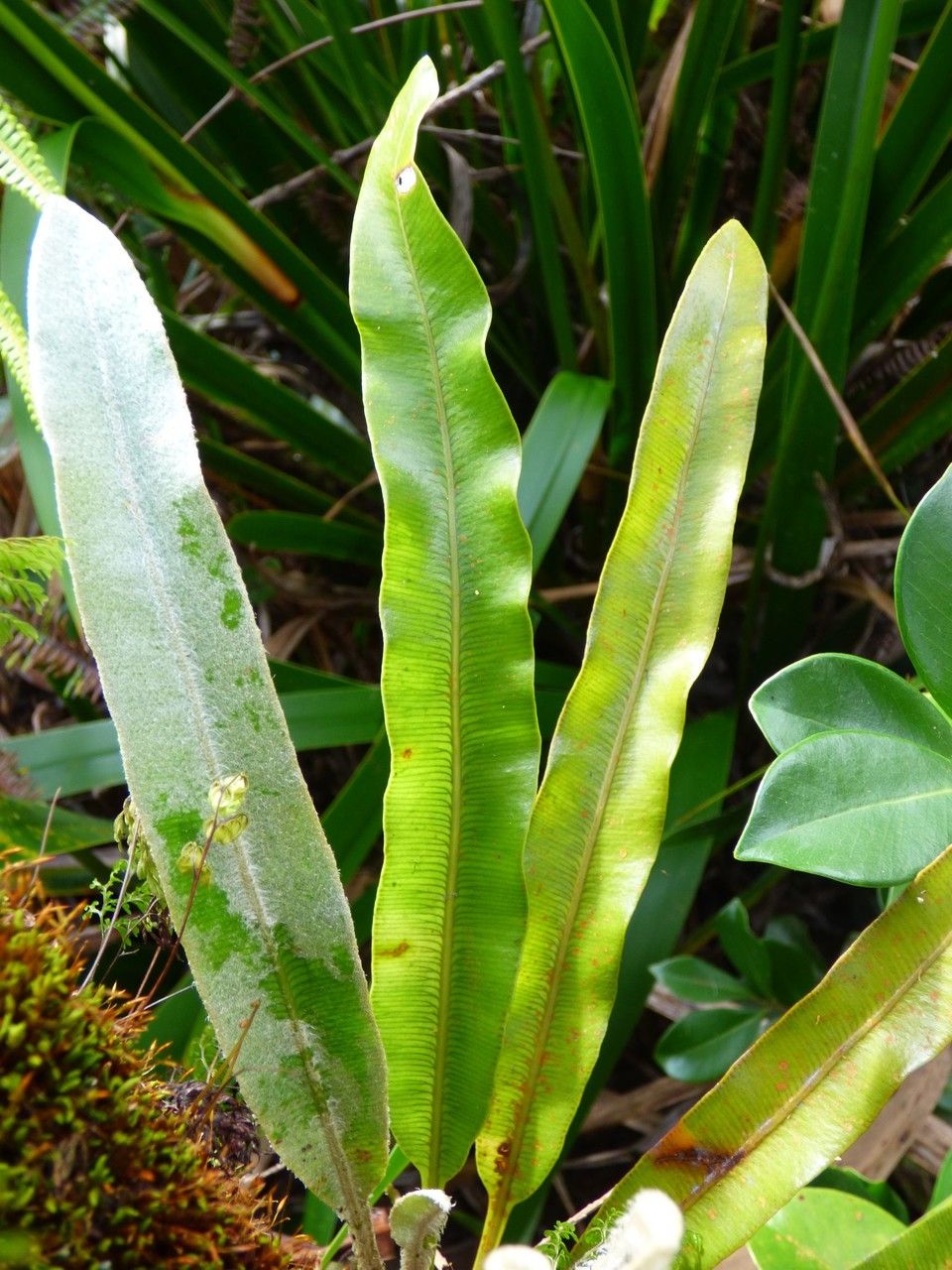 Elaphoglossum heterolepis leaf