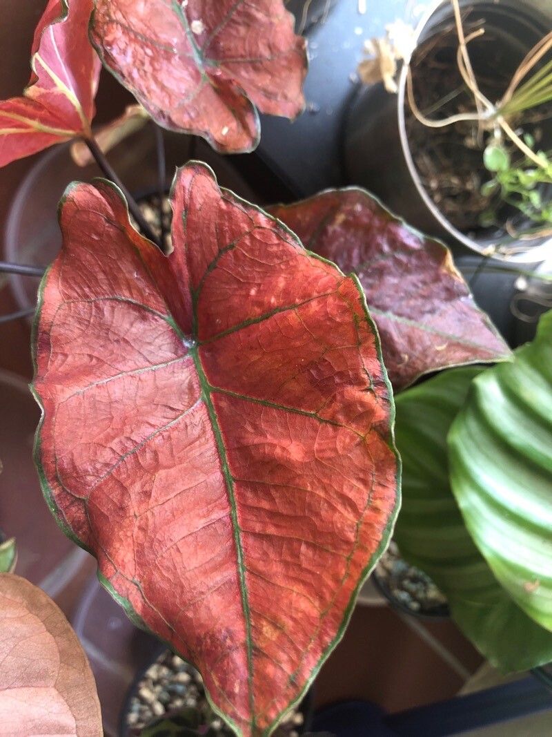 Caladium smaragdinum — search result for 'Caladium'