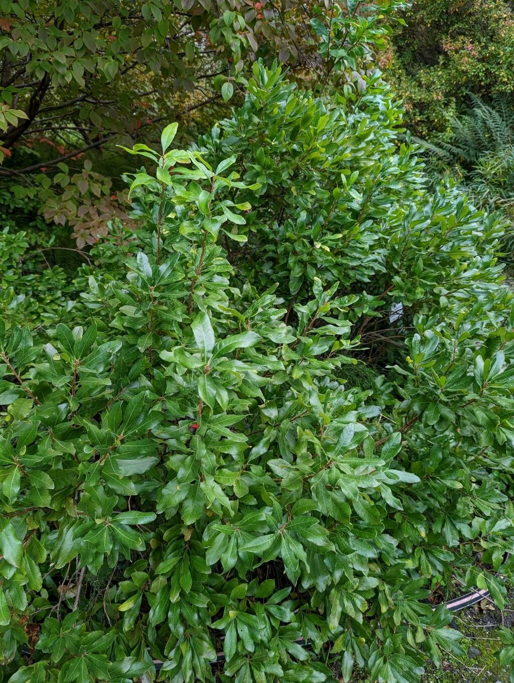 Myrica caroliniensis habit