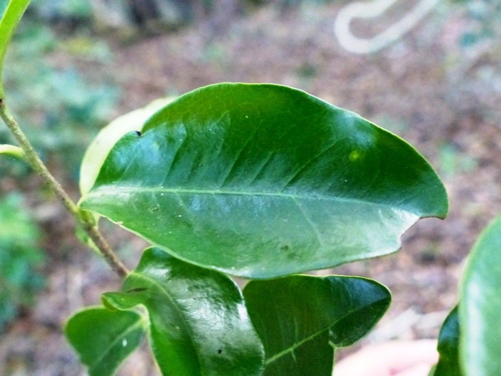 Diospyros tridentata leaf
