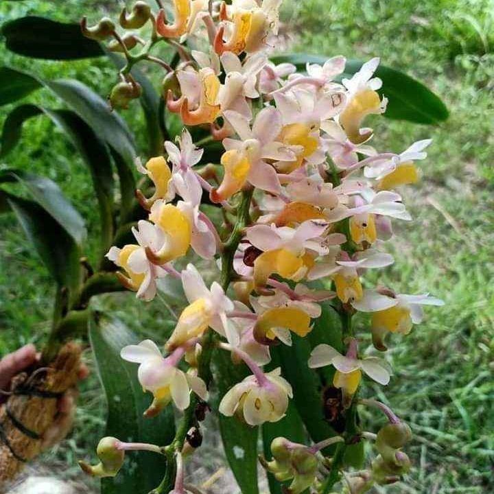Aerides odorata flower
