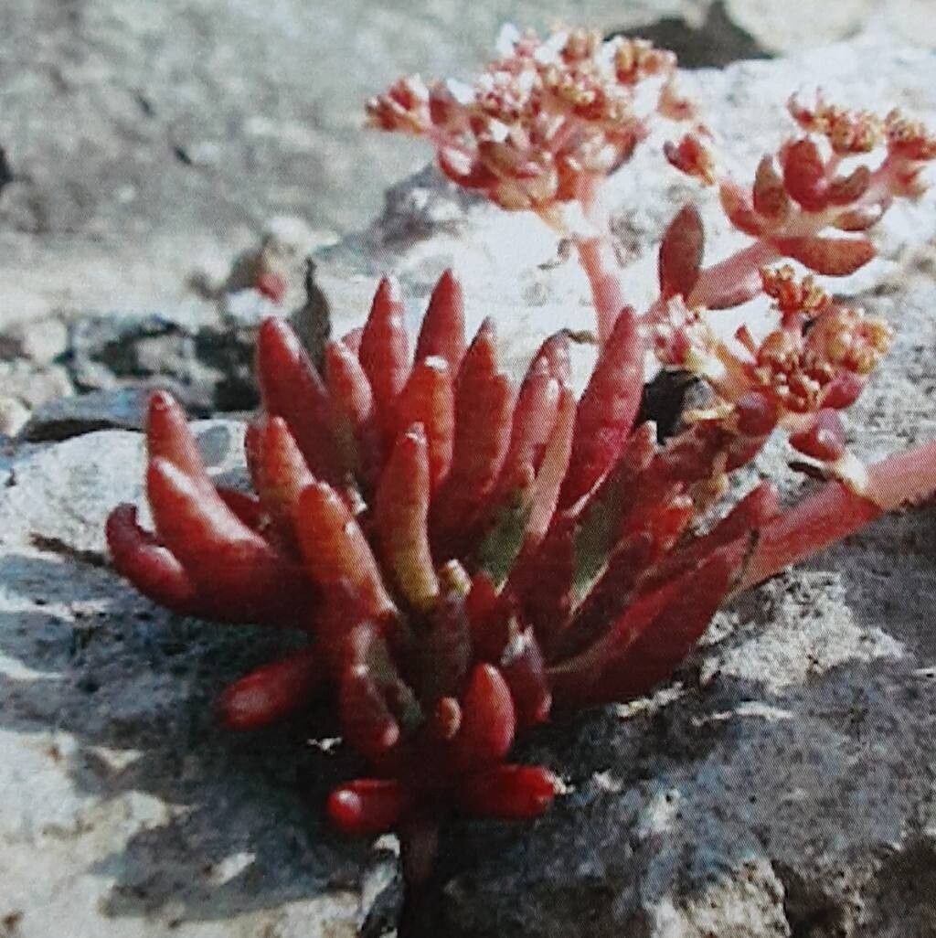 Crassula peploides — houseplant care guide