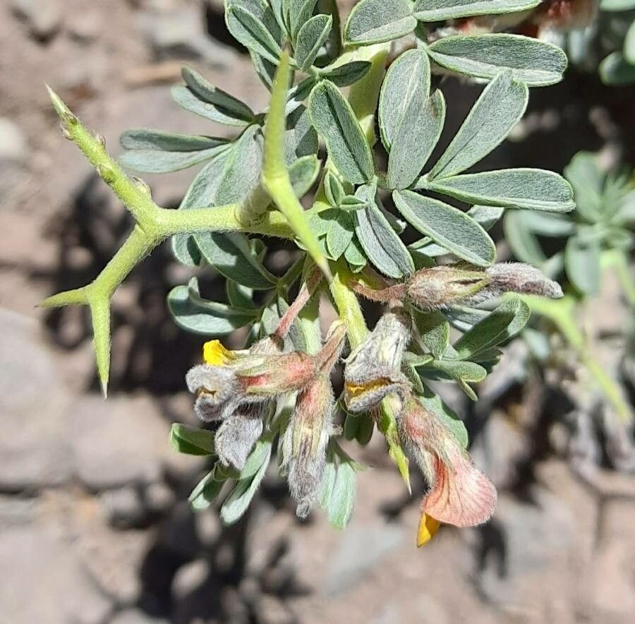 Adesmia aegiceras flower