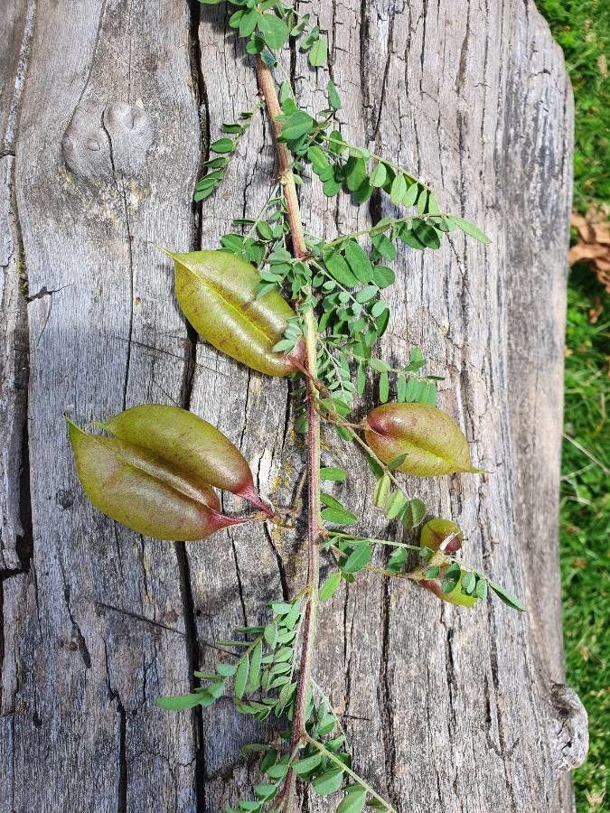 Colutea abyssinica fruit