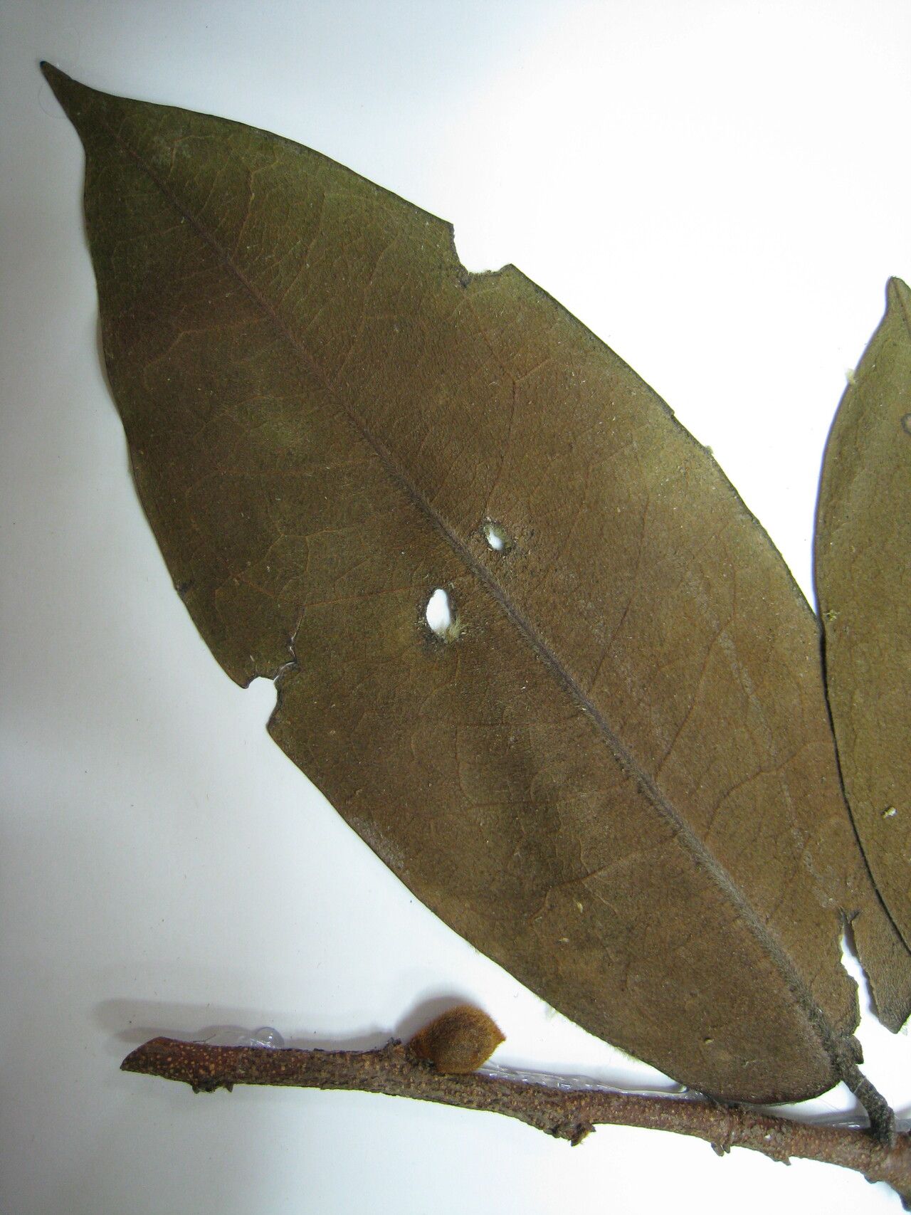 Xylopia excellens other