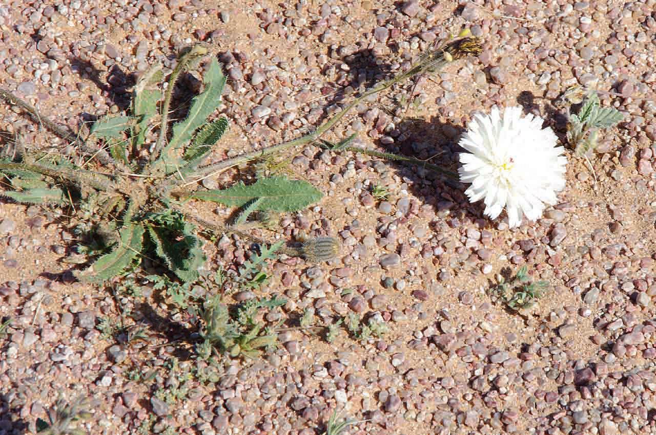 Picris asplenioides leaf